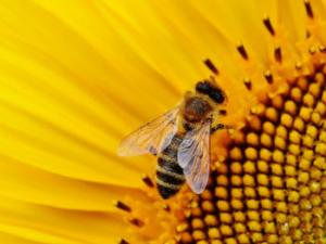 El equipo descubrió que los abejorros con una mayor densidad de microglomérulos realizaron mejor las actividades de discriminación visual y que recordaban en mayor medida las tareas aprendidas. / Alexas_Fotos (PIXABAY)