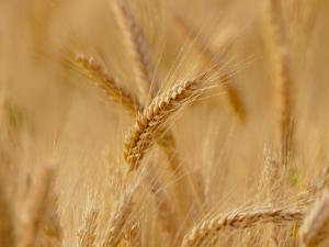 Grandes esperanzas para la agricultura ecológica gracias a los cereales menores. / Candiix (PIXABAY)