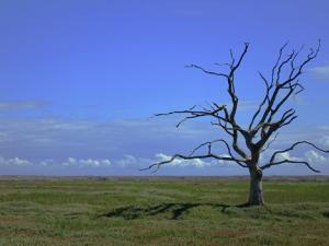 Representación del cambio climático. / Tumisu ( PIXABAY)