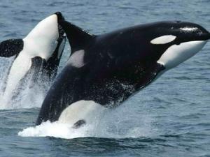 la hipótesis del encéfalo cultural podría aplicarse también a ballenas y delfines además de a humanos, sobre todo a especies como orcas y cachalotes. / skeeze (PIXABAY)