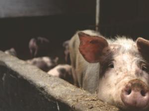 Estrategias innovadoras para lograr una ganadería sostenible y rentable