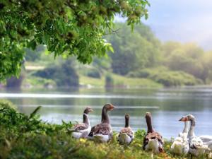 Un estudio proporciona un marco nuevo para medir rasgos animales y vegetales en pos de los objetivos de sostenibilidad