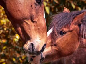 Los modelos filogenéticos basados en ADN mitocondrial (ADNmt) apuntan a que la morfología de patas largas surgió de forma independiente a ambos lados del Atlántico. / Candiix (PIXABAY)