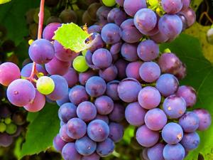 Ultrasonidos para mejorar la extracción de polifenoles