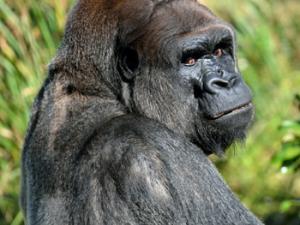 Gorila. / paulbr75 (PIXABAY)