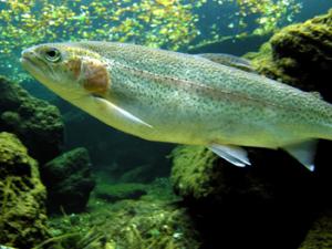 Trucha arcoiris. / mistralfamilie (PIXABAY)