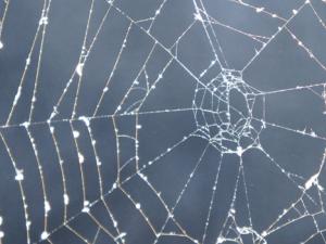 Una vez ingeridas las soluciones y tras extraer la seda de las arañas, se descubrió que el grafeno y los nanotubos habían pasado a formar parte de la seda. / Sosh (PIXABAY)