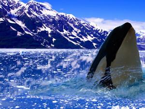 Orca en paisaje glaciar. / PXHERE