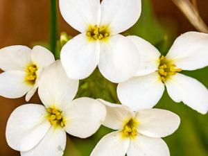 Arabidopsis thaliana, modelo de planta utilizado para demostrar la funcionalidad de la proteína ATALKBH9b. / Steffen Geyer (FLICKR)