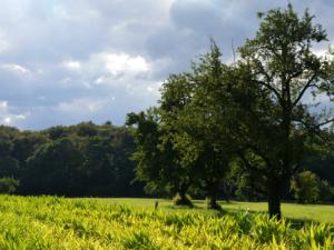 La nueva metodología supone un avance para entender el mantenimiento de la biodiversidad y puede dar con herramientas clave para su conservación. / PIRO4D (PIXABAY)