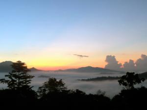 Bosques en Borneo (Malasia). / CSIC