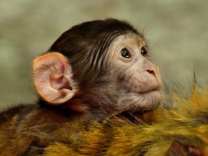 Las capacidades cognitivas propiamente humanas se desarrollan durante la fase embrionaria y la infancia