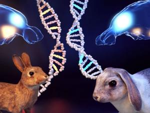 Esta ilustración muestra las diferencias fenotípicas entre conejos domésticos y silvestres, incluyendo cambios en el tamaño de la amígdala y la corteza prefrontal. / Fabian Sinzinger.