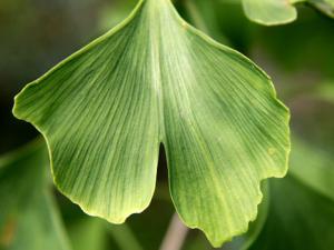 Hoja de Ginkgo biloba