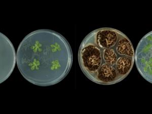 A la izquierda, plantas-control cultivadas en ausencia de compuestos volátiles microbianos. A la derecha, plantas crecidas en presencia de compuestos volátiles emitidos por un hongo fitopatógeno. / CSIC