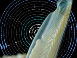 Ejemplar de anfioxo, sobre un fondo de marcas epigenómicas. Foto: Vincent Moncorgé