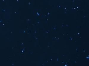 Las bacterias degradan el 99% de los hidrocarburos de la superficie de los océanos