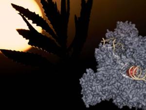 La radiación solar produce lesiones (rojo) en el ADN ribosómico (ocre), que son identificadas por la ARN polimerasa I (azul), para su reparación. / Germán M. Bretón