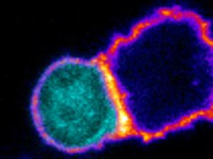Formación de una sinapsis inmune (activación de linfocito T CD8+ por parte de un linfocito T CD4+P, que ha capturado bacterias que expresan un antígeno reconocido por el T CD8+). / CNB-CSIC