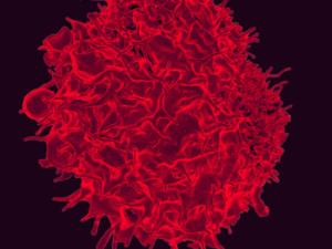 Micrografía electrónica de barrido de color del linfocito T. / NIAID (FLICKR)