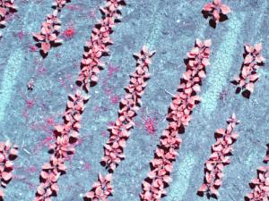 Imagen aérea de cultivos de girasoles. / IAS