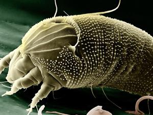 Ácaro Aceria anthocoptes. / Wikilmages (PIXABAY)