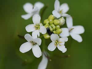El CSIC lidera un experimento para cultivar plantas en el espacio