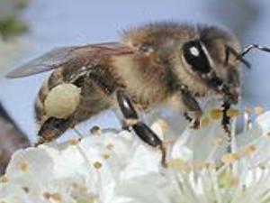 La conservación de los polinizadores logra beneficios con los márgenes de cultivo