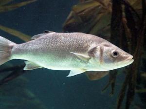 El estudio se ha desarrollado utilizando la lubina (Dicentrarchus labrax) como modelo experimental./ICM