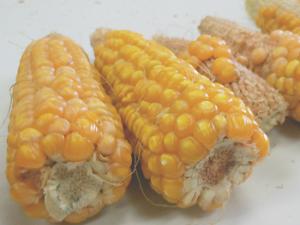 Identificado un proceso genético que podría aumentar la productividad de los cultivos semi-enanos