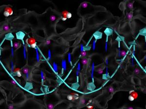 Reconstrucción de una doble hélice de ADN en un medio acuoso. / CNB (CSIC)