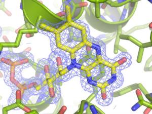 La proteína descrita, a resolución atómica. La densidad electrónica del cofactor de flavina (FAD) se muestra con una malla de color azul./ CSIC