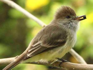 Ave que dispersa semillas en las islas Galápagos. / CSIC / R. Heleno