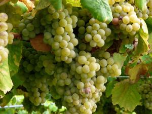 Uvas Albriño. / Juantiagues (FLICKR)