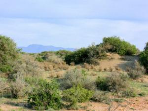 Ejemplares de Cambrón y Arto en la zona costera de Almería / CSIC