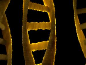 Ácido desoxirribonucleico