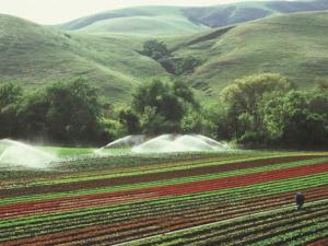 Poca carne, menos desperdicios y agricultura más sostenible