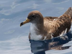 Ejemplar de pardela cenicienta ('Calonectris diomedea') en la superficie del mar./ CSIC