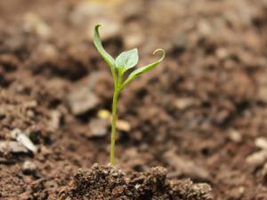 El informe revela los impactos negativos de un manejo "no sostenible" de las tierras basado en hallazgos realizados por más de 100 expertos. / mayurankushe (PIXABAY)