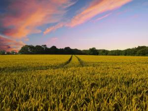 La investigación forma parte del proyecto internacional Alcanzar una Mayor Eficiencia Fotosintética (RIPE, por sus siglas en inglés). / TheDigitalArtist (PIXABAY)