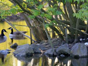 El cambio de hábitos de consumo, esencial para frenar pérdida de biodiversidad. / JessicaJohnson (PIXABAY)