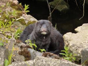 Visón europeo. / muffinn (FLICKR)