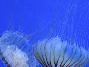 Electricidad submarina ¿el origen de vida en la Tierra?