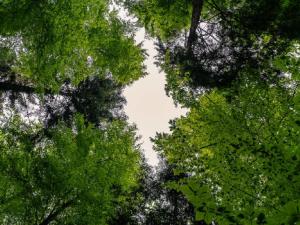 Imitar la fotosíntesis para generar energía limpia