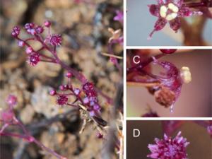 La nueva especie de planta 'Sciaphila sugimotoi' descubierta en Japón. / SUGIMOTO Takaomi.