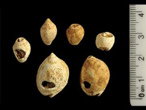 Conchas marinas halladas en la cueva de Manot. / Manot Cave Expedition (WIKIMEDIA COMMONS)