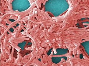 Micrografía electrónica que muestra una gran agrupación de bacterias de la Legionella. / Janice Haney Carr; provided by CDC/ Margaret Williams, PhD; Claressa Lucas, PhD;Tatiana Travis, BS (WIKIMEDIA)