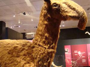 Macrauchenia patagonica. / Neil R (FLICKR)