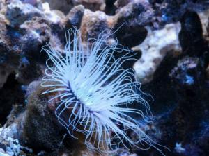 La regulación de la minería en el fondo del mar es insuficiente, advierte UICN