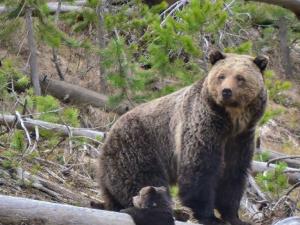 La población cantábrica de osos pardo podría reducirse a la mitad en 50 años